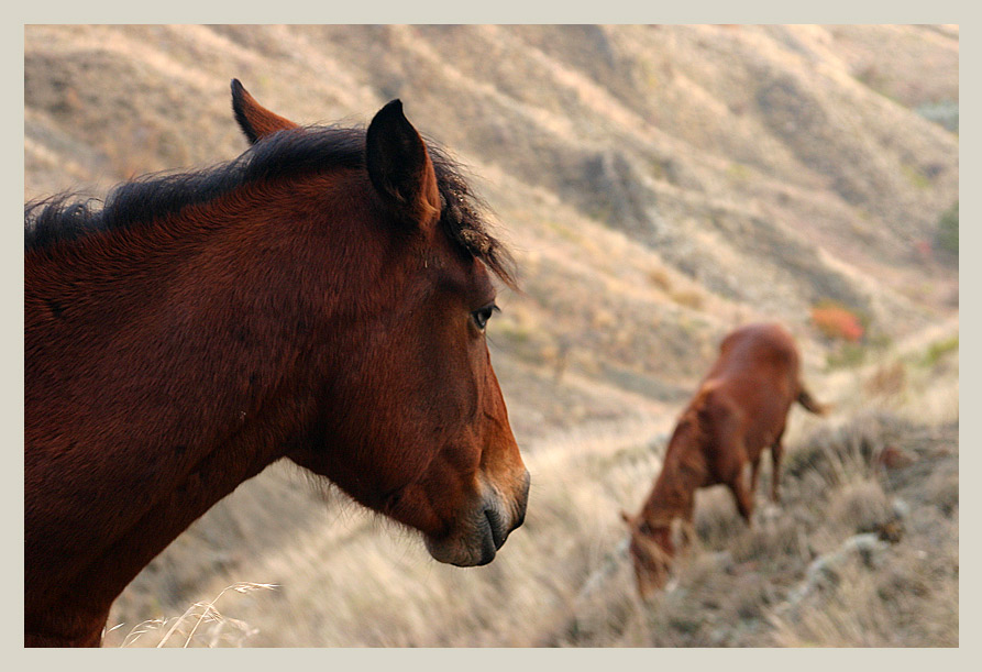 photo "Horses" tags: nature, pets/farm animals