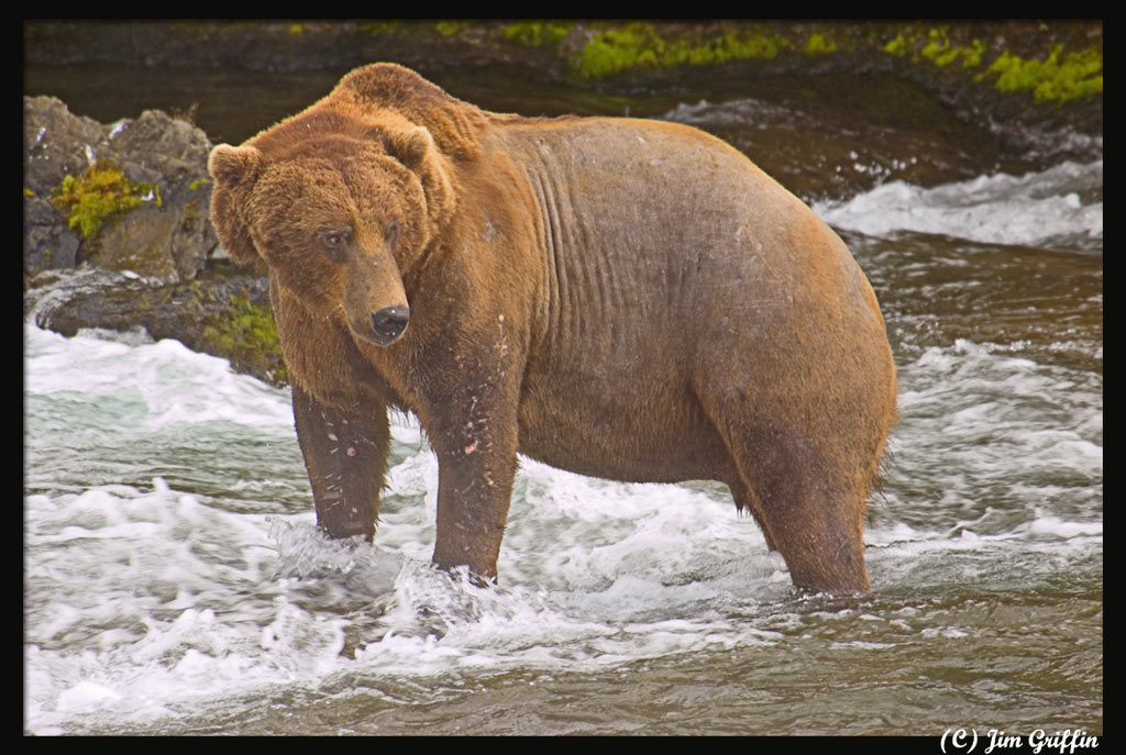 photo "The very large bald bear" tags: nature, wild animals