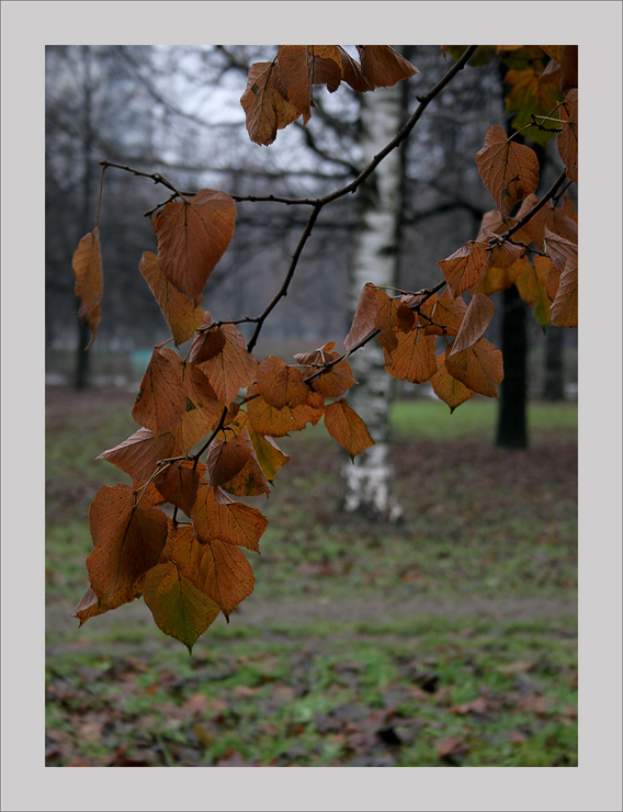 photo "I like autumns dim paints..." tags: landscape, autumn