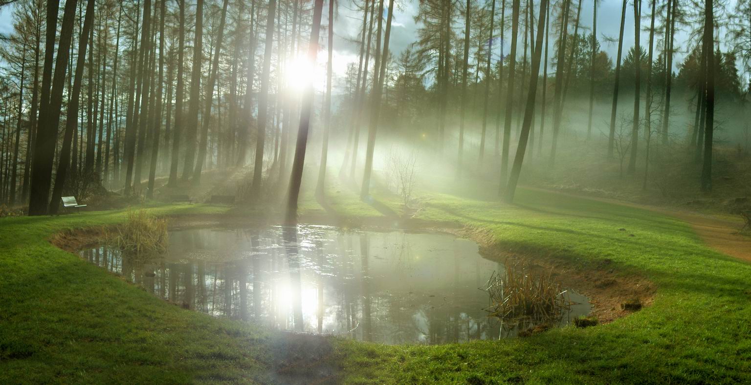фото "enveloped in fog" метки: пейзаж, лес