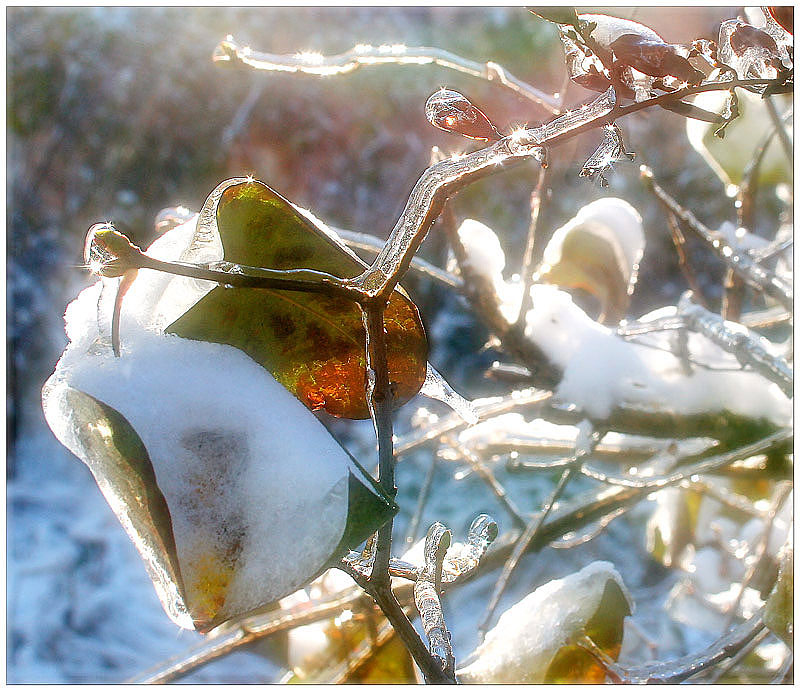 фото "В преддверии зимы..." метки: пейзаж, природа, зима
