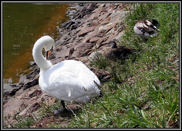 photo "Lessons of washing" tags: nature, genre, wild animals