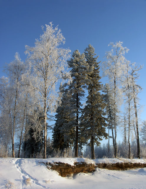 фото "Иней" метки: пейзаж, зима, лес