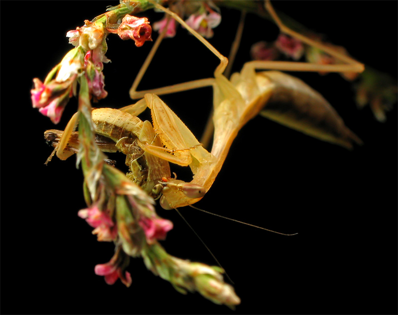 photo "***" tags: nature, macro and close-up, insect