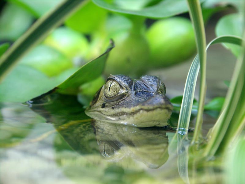 photo "мааааленький крокодильчик" tags: , 