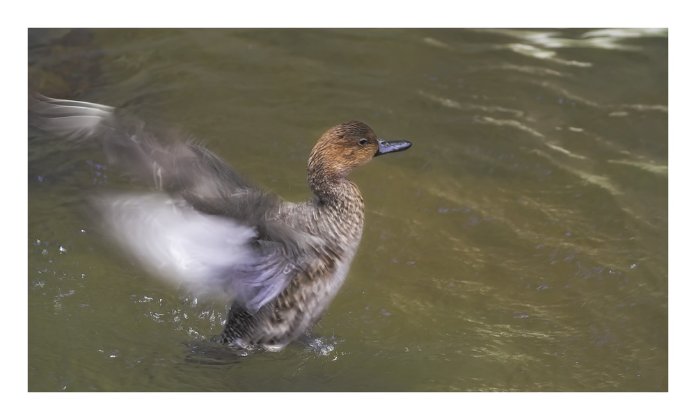 photo "***" tags: nature, wild animals