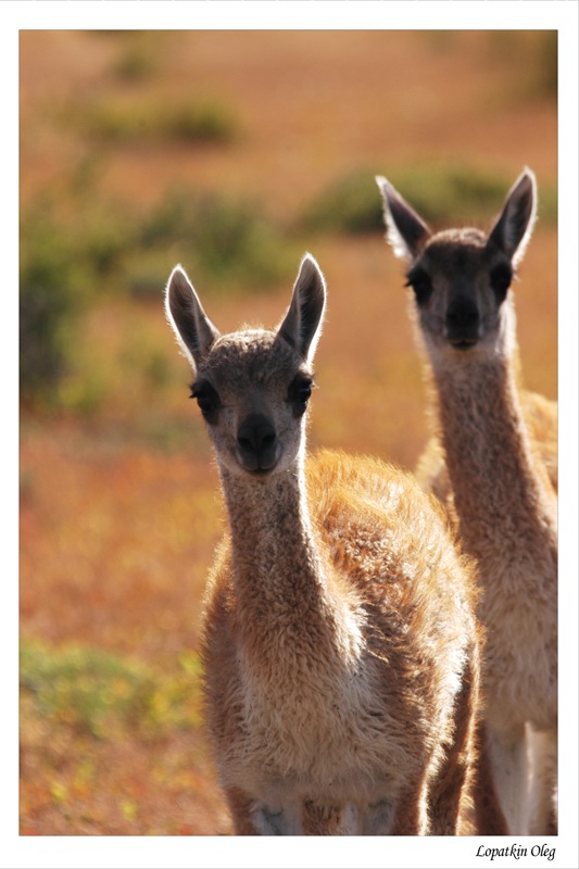 photo "Young Guanako" tags: nature, travel, South America, wild animals