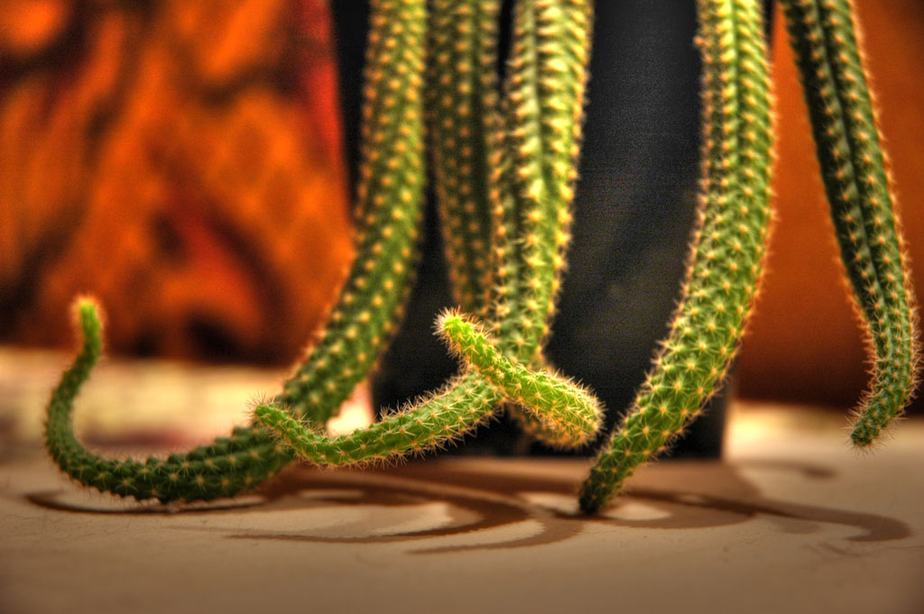 photo "Cactus" tags: , 
