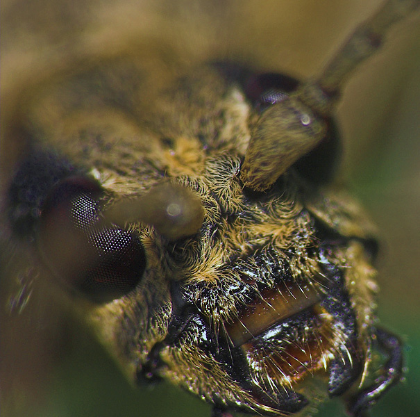 photo "Rhagium mordax" tags: macro and close-up, nature, insect