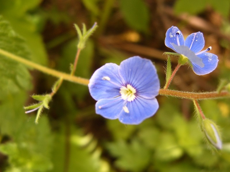 photo "***" tags: macro and close-up, 