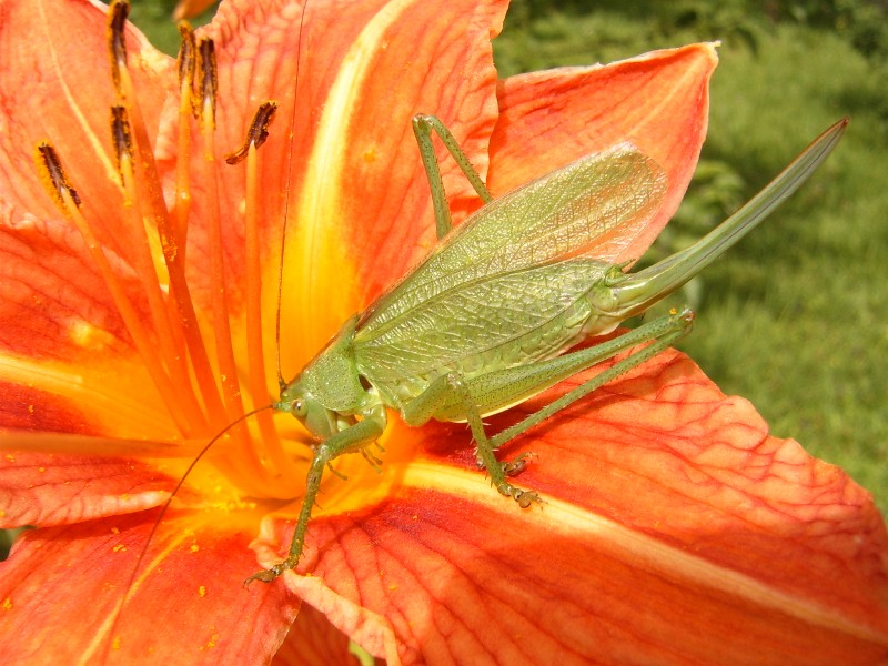 photo "***" tags: macro and close-up, 