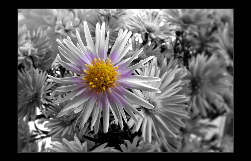 photo "Сущность" tags: nature, macro and close-up, flowers