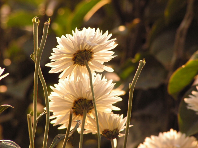 photo "Family" tags: nature, flowers