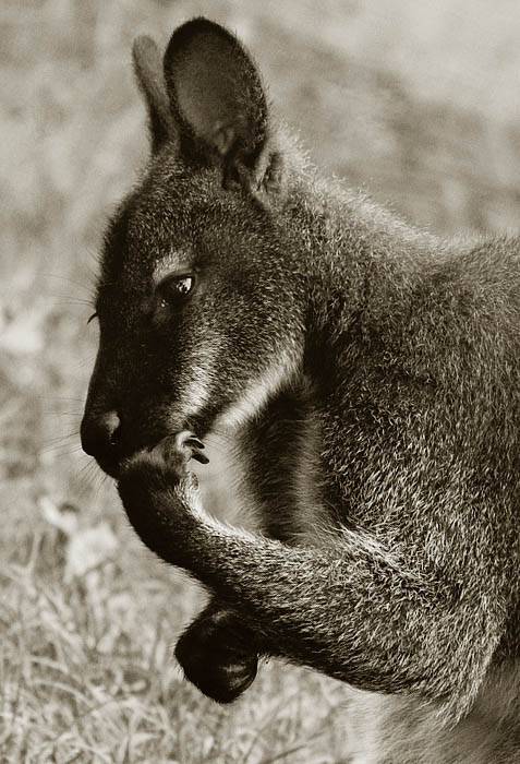 photo "Penseur" tags: nature, portrait, wild animals