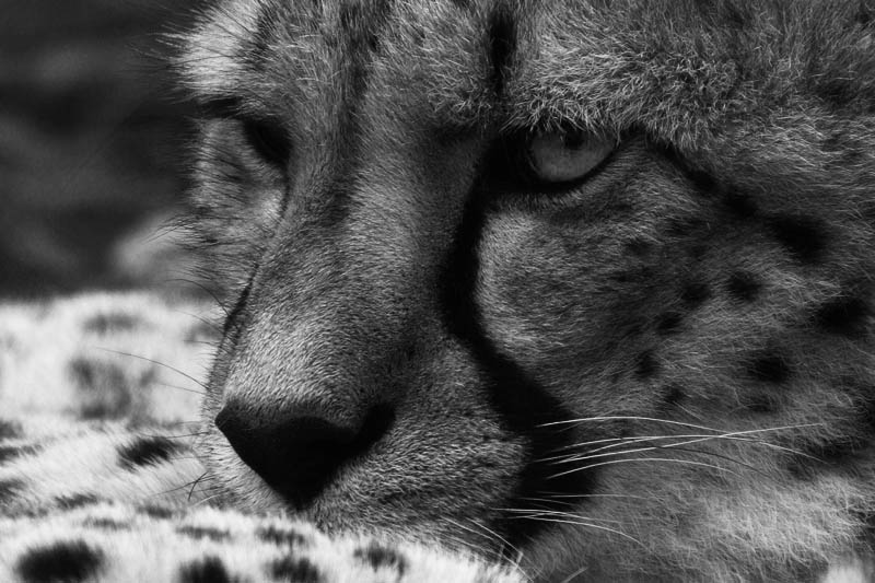 photo "On patrol" tags: nature, portrait, wild animals