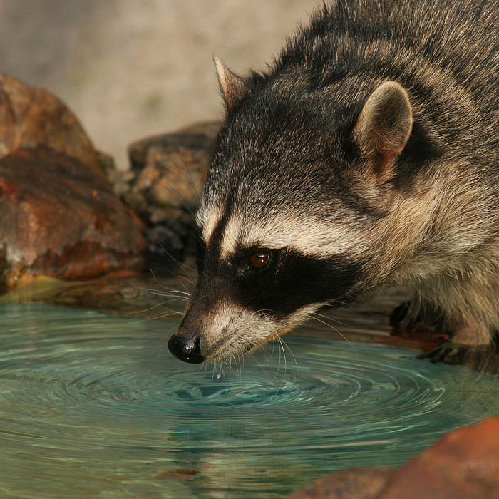 photo "thirst" tags: nature, portrait, wild animals