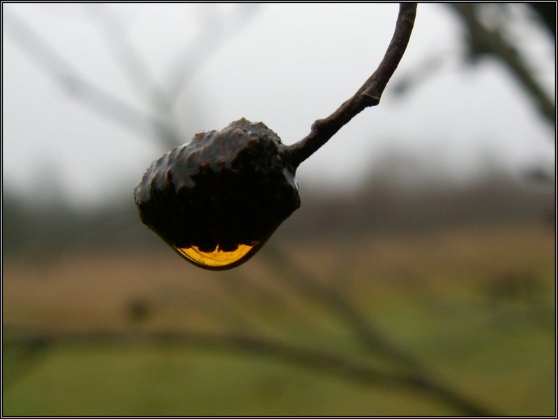 photo "Crying December" tags: macro and close-up, nature, flowers