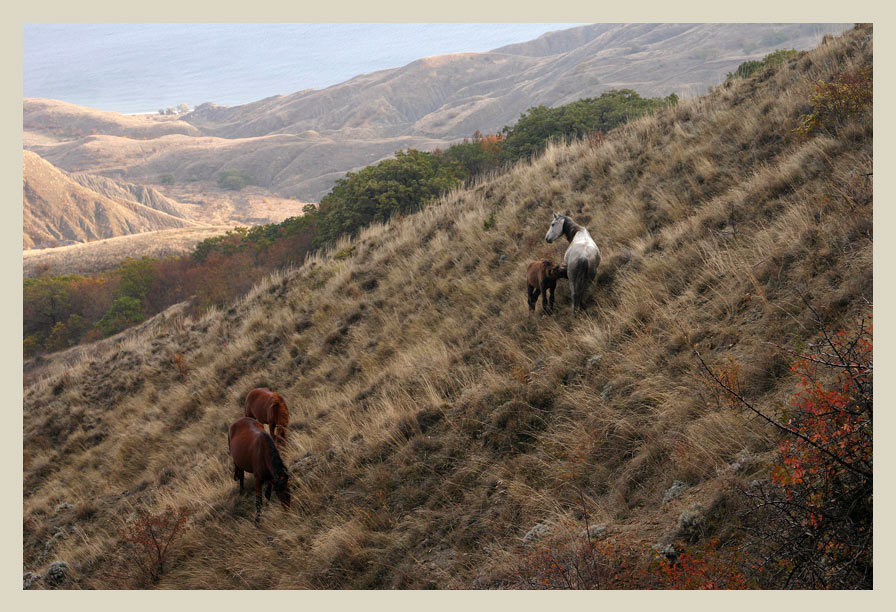 фото "Крымские лошади" метки: пейзаж, путешествия, 