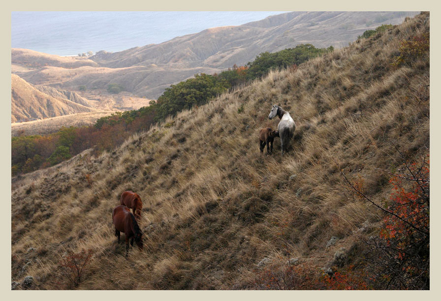 photo "The Crimean horses" tags: landscape, travel, 