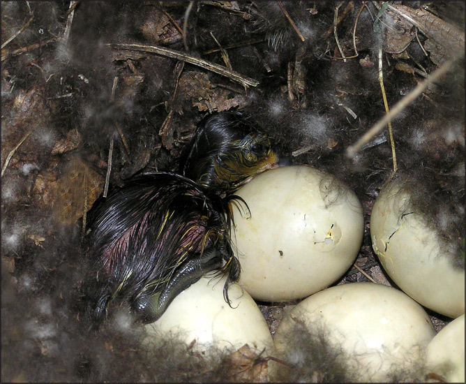 photo "Just born" tags: nature, wild animals