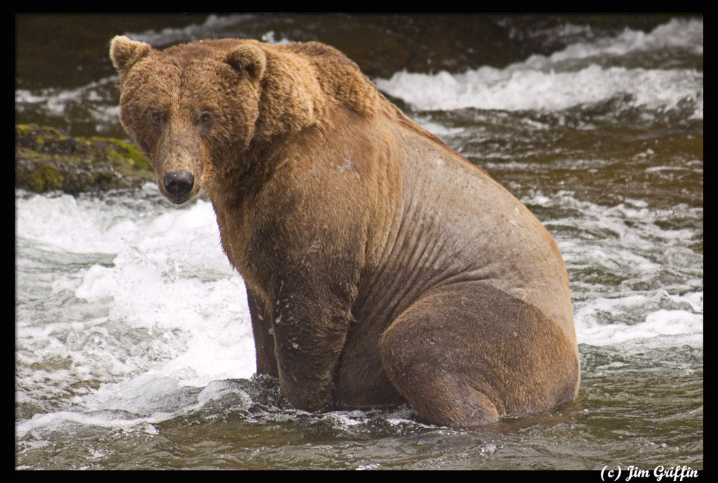 photo "The really big bald bear takes a butt break" tags: nature, wild animals