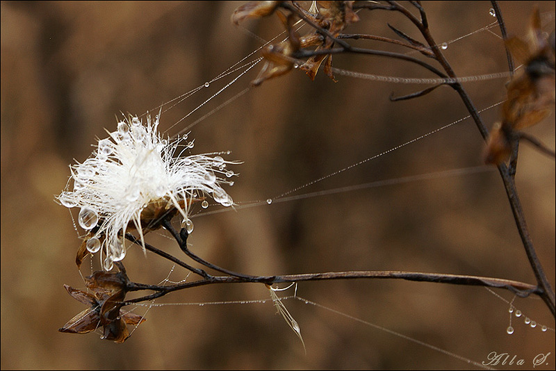 photo "***" tags: landscape, autumn