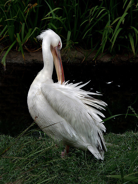 photo "shaking pelican.. =)" tags: nature, wild animals