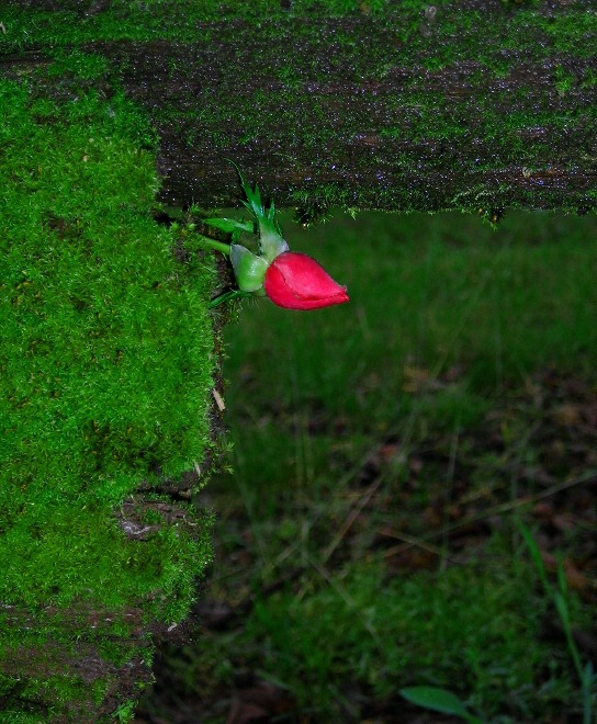 photo "Mossy,old fence" tags: nature, flowers