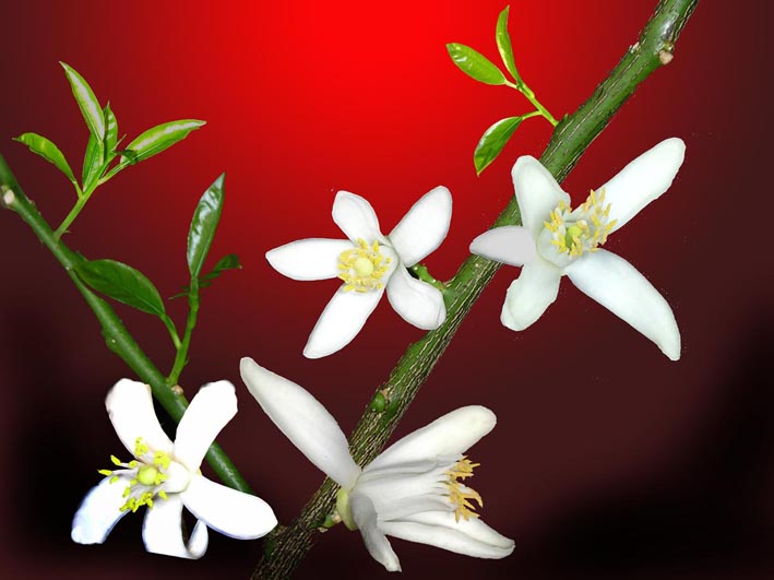 photo "The lemon blossoms..." tags: nature, flowers