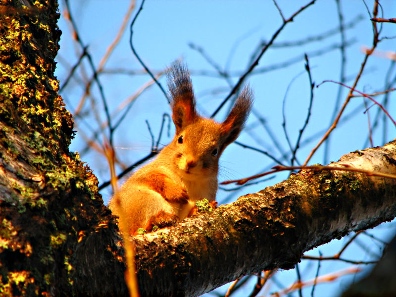 photo "***" tags: nature, wild animals