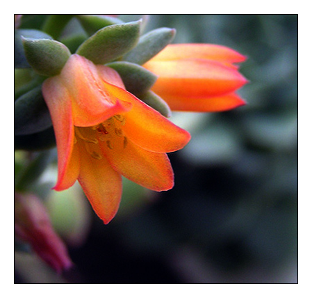 photo "Flower  as a nail" tags: macro and close-up, nature, flowers