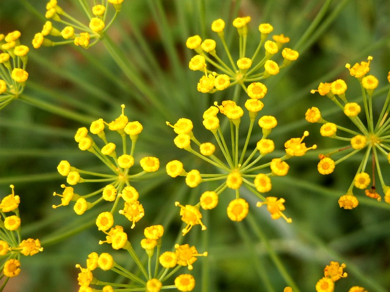 photo "***" tags: nature, flowers