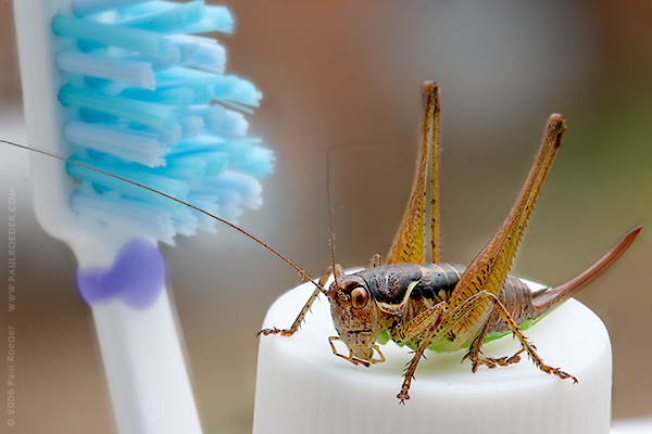 photo "Dentist" tags: nature, humor, insect