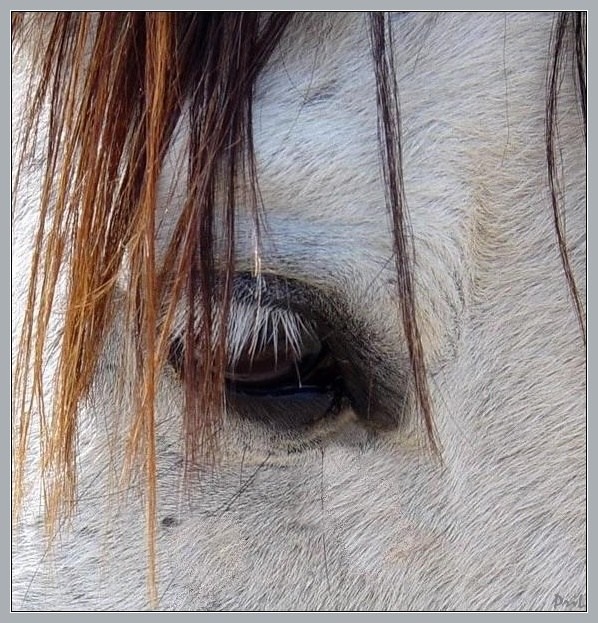 photo "These eyes on the contrary..." tags: nature, pets/farm animals