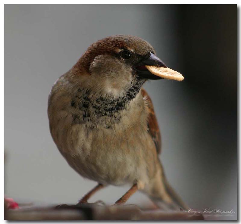 photo "A simple Sparrow !" tags: nature, wild animals