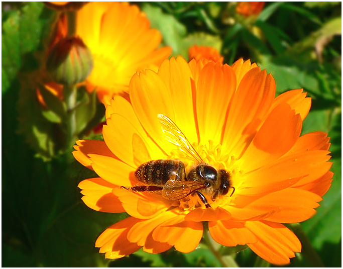 фото "Оранжевое лето" метки: природа, макро и крупный план, цветы