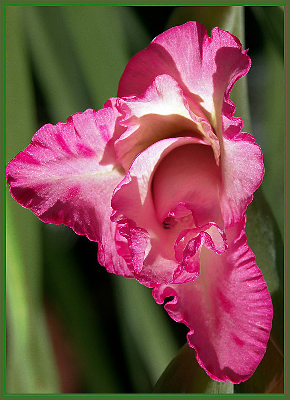 photo "***" tags: nature, flowers