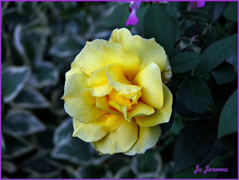 фото "rose in my garden" метки: природа, цветы