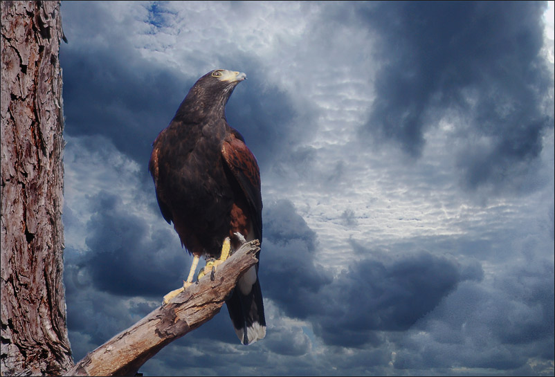 photo "Harris Hawk" tags: nature, landscape, clouds, wild animals