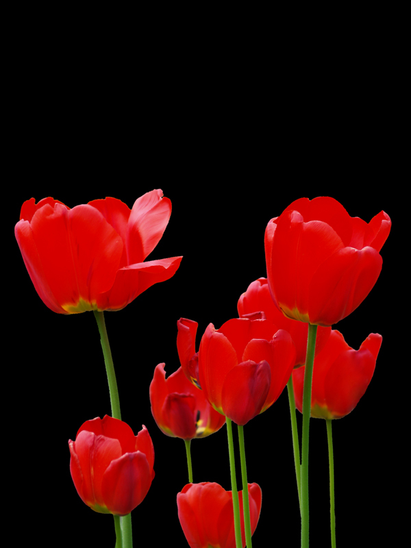 photo "Red and Black" tags: nature, technics, flowers