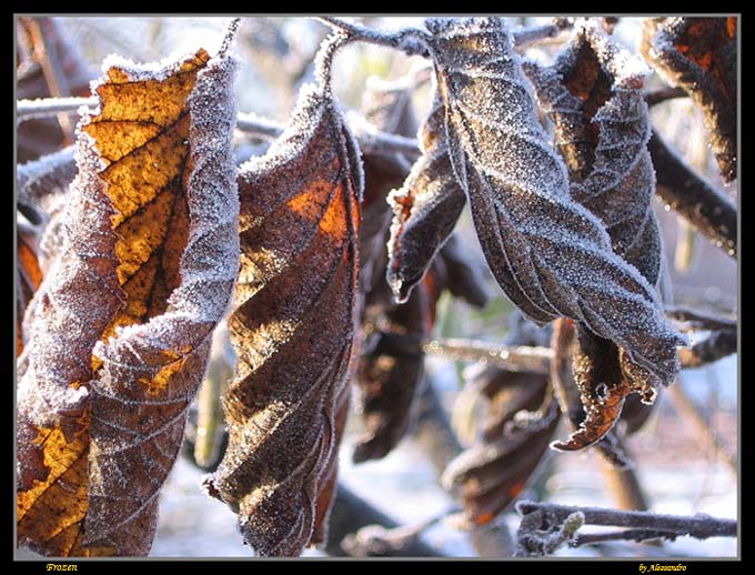 photo "frozen" tags: nature, flowers