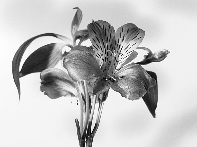 photo "Flower (b/w)" tags: nature, macro and close-up, flowers