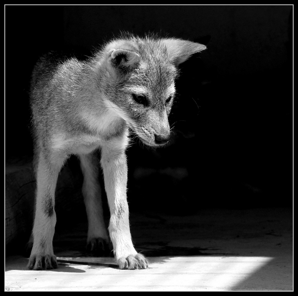photo "Cub of the jackal" tags: nature, wild animals