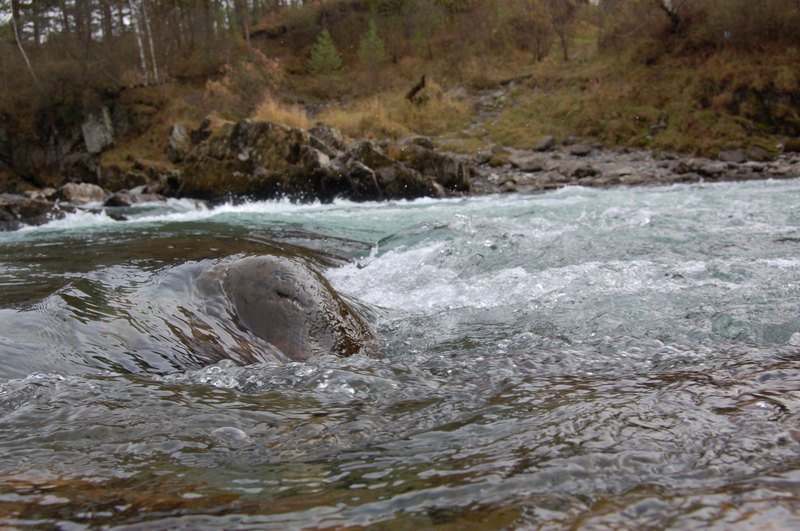 фото "Катунь - сардце Горного Алтая" метки: пейзаж, вода
