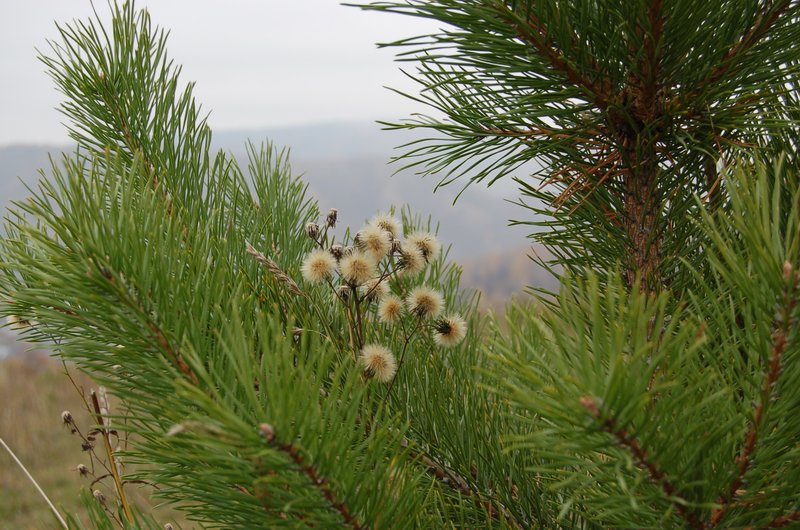 photo "***" tags: landscape, forest