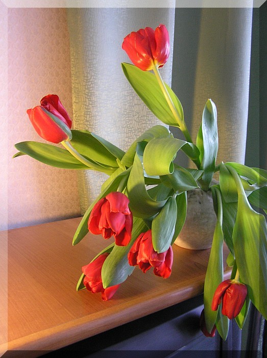 photo "***" tags: nature, flowers