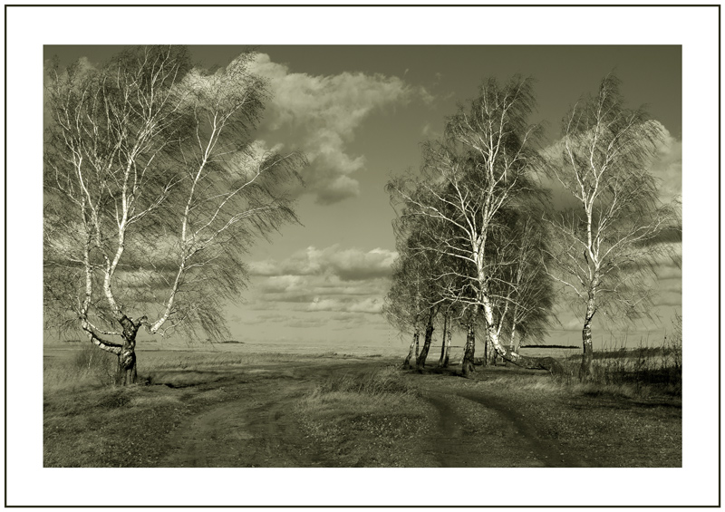 photo "birches at two roads" tags: landscape, black&white, autumn