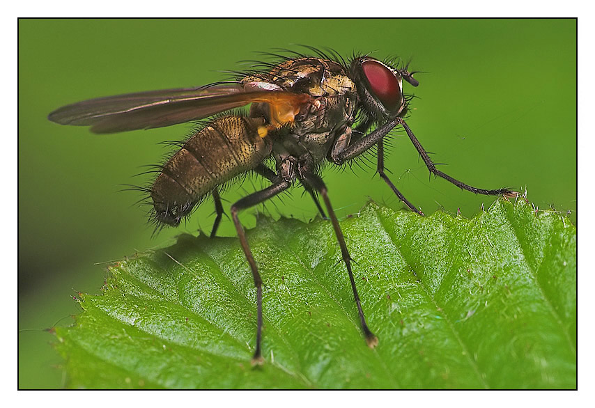 photo "The Fly" tags: macro and close-up, nature, insect