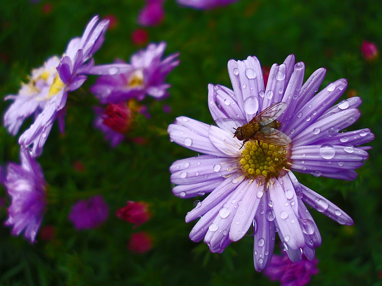 photo "***" tags: nature, macro and close-up, insect