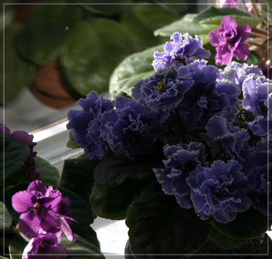 photo "The light" tags: nature, flowers